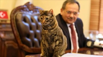 Kedi 'Mayıs' Başkan Demir'e himmet arkadaşlığı yapıyor