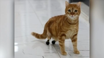 Kedi Pika, protezine hususi acemi ayakkabılarıyla yürüyor