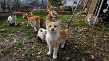 Kışın şehre dönenlerin geride bıraktığı kedilere muhtar cemaat çıkıyor