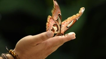 Konya Tropikal Kelebek Bahçesi bu sene 569 bin 388 ziyaretçiyi ağırladı