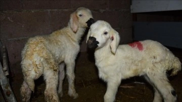 Konyalı besiciler yavrulayacak koyunlarını kamerayla izleme ediyor
