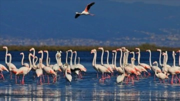 "Kuş Oteli" Hersek Lagünü flamingo ve gayrı muhacir kuşlarla şenlendi