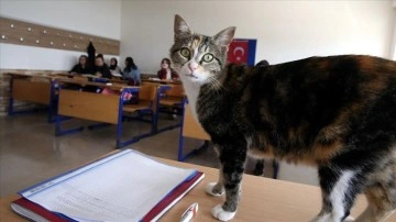 Lise öğrencilerinin acemi meslek arkadaşı kedi 'Turşu' oldu