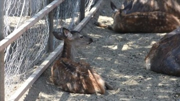 Malatya Hayvanat Bahçesinin sakinleri bu sene 32 süt kuzusu dünyaya getirdi