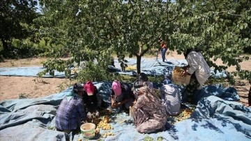 Malatya'da mevsimsel ekincilik işçilerinin "mişmiş" mesaisi başladı