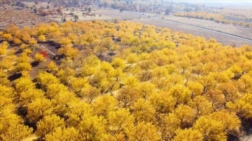 Malatya'da güz renklerinin bilgili bulunduğu sarıerik ağaçları dron ile görüntülendi