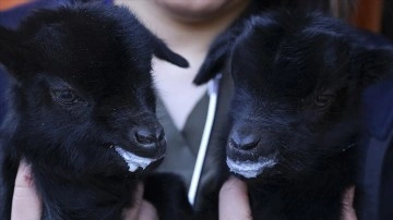 Mamak'taki hayvan bilimi bahçesi ikiz keçiler "ay" ve "yıldız" ile yeni yıla gir