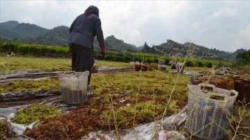 Manisa'da kurutmaya bırakılan üzümler su taşkını sularına kapıldı