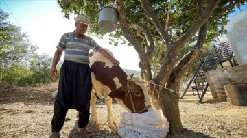 Mersin'deki orman yangınında iki canlı inek "Sarıkız"ı komandolar kurtardı