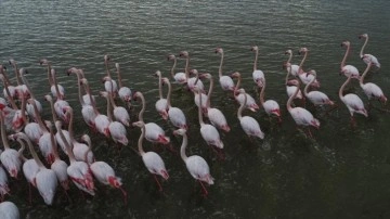 Mevsimsel koşullar Çukurova Deltası'nın flamingo sayısını düşürdü