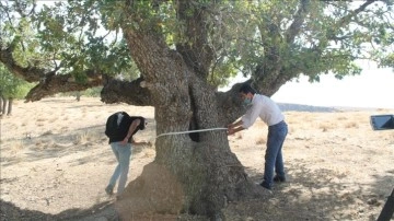 Muş'ta 400 salname meşe ağaçları belirleme edildi