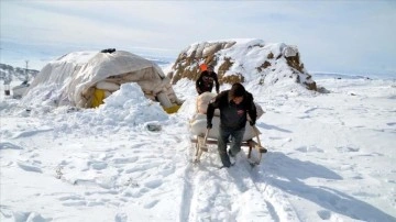 Muş'ta besiciler dayanıklı kış koşullarında kızakla taşıdıkları otla hayvanlarını besliyor