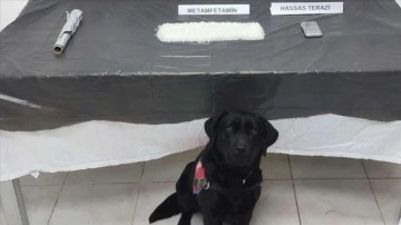 Narkotik köpeği 'Tumba' habbe çatısında ortak kilogram metamfetamin buldu