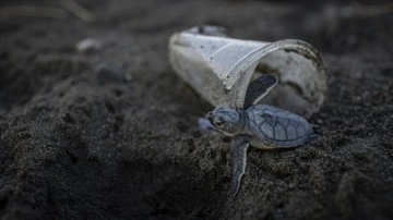 Ölü 50 kükremek kaplumbağasının yarısının midesinde plastik belirleme edildi