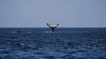 Omurgası fay kambur balina Moon, kurbağalama stiliyle 5 bin kilometre yüzdü