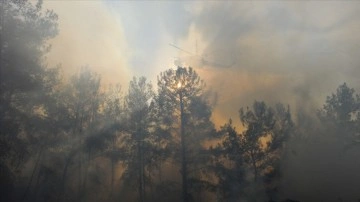 Orman yangınlarına 'yapay zeka' ile aceleten tespit
