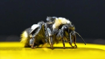 Örtü altı tarımın vazgeçilmezi "bombus arıları" Van'da da yetiştirilmeye başlandı