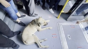 Otobüse binen 'gezgin köpek' yolcuların dikkat odağı oldu