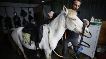 Pony cinsi "albino" at, binicilik kulübünün maskotu oldu