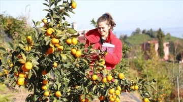 RTEÜ'nün 9 değişik mandalina ürettiği bahçede hasat şenliği düzenlendi