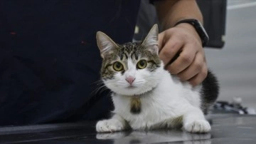 Sahibinin öldüğü evde bakımsızlığa karşın yaşamda artan kedinin ismi 'Mucize' oldu