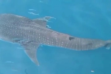 Samandağ açıklarında köpek balığı şoku