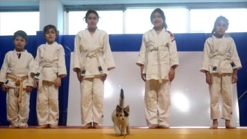 Sevimli kedi yavrusu 'Karamel' önemsiz judocuların maskotu oldu