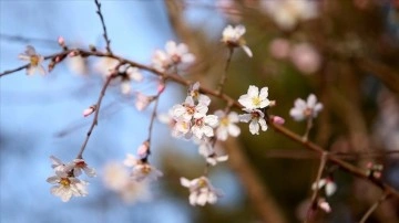 Sıcaklığın sezon normallerinin üzerinde bulunduğu Kırklareli'nde badem ağacı çiçek açtı