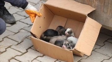 Siirt'te çöp konteynerine atılmış köpek yavrularını doğruluk mensubu kurtardı