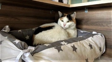 Sinop Hükümet Konağı'nın cana yakın konuğu kedi 'Pakize'