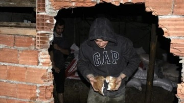 Sinop'ta su basan ahırdaki zooloji örek kırılarak kurtarıldı