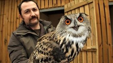 Sinop'taki biçim 4 yılda 1050 yaban hayvanına ev sahipliği yaptı