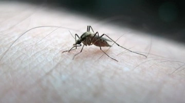 Sivrisineklerin insan kokusunu ne fark etmiş olduğu belirlendi