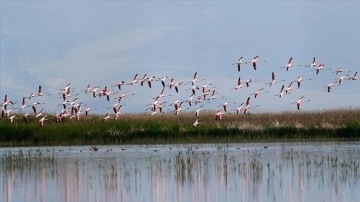 Su seviyesi yükselen Sultan Sazlığı muhacir kuşları ağırlıyor