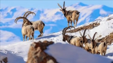 Sürüler biçiminde görüntülenen yaban keçileri Pagan Dağı'nı canlandırdı