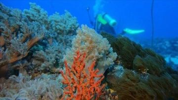 Tahiti açıklarında şişman mercan resifi keşfedildi