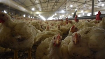 Tavuk hitit üretimi ekimde salname bazda yüzdelik 14 arttı