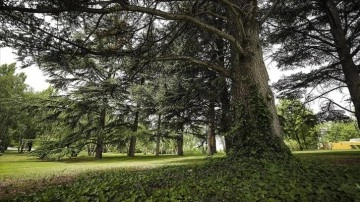 TBMM'nin 350 dönümlük bahçesi 282 çeşit ağaca ev sahipliği yapıyor