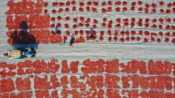 Torbalı Ovası'nda domatesler dış satım düşüncesince güneşe serildi