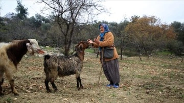 Torosların kadın çobanı hayvanlarına çocuğu üzere bakıyor
