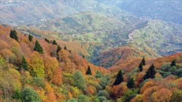 Trabzon'un 1600 rakımlı Hıdırnebi Yaylası'nda sonbahar zamanı