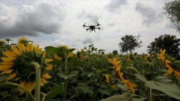 Trakya'da ayçiçeği tarlalarındaki 'çayır tırtılına' hakkında dron ile ilaçlama sürüyor