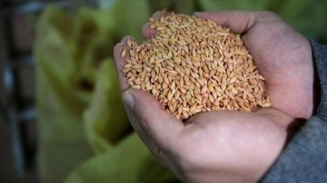 Trakya'nın evcil tohumları Azerbaycan'da, işgalden kurtarılan alanlarda filizlenecek