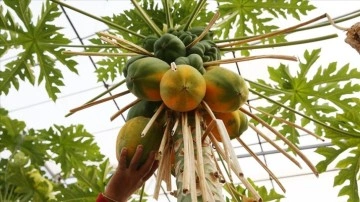 Tropikal meyve üreticilerinin dünkü tercihi henüz az su talip papaya oldu