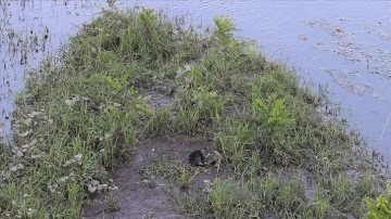 Tunca Nehri'ne sakıt kedi yavrusu, kurtarma ekiplerinden korkup yüzerek kıyıya çıktı
