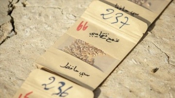 Tunuslu çiftçi ithal tohum bağımlılığına hakkında yerel tohumlara "can" veriyor