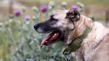Türkiye'nin en tanıdık yerel köpek ırkları