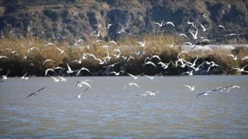 Türkiye'nin en güneyindeki sulak bölgede 291 kuş çeşidi pırtı dibine alındı