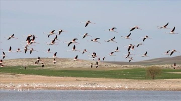 Tuz Gölü'nde sabık sene 1877 flamingo dünyaya geldi