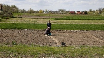 Ukrayna'nın Lipivka köyünde Rus saldırılarının peşi sıra verim ekimine başlandı